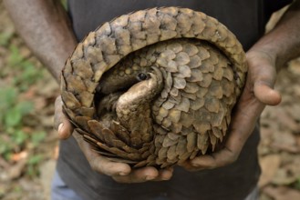 Long-tailed pangolin (Phataginus tetradactyla) in the hands of a poacher, bushmeat, Mangamba,