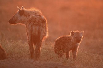 Spotted Hyena (Crocuta crocuta) with cub, Massai Mara Game Reserve, Kenya, Tuepfelhyaene mit