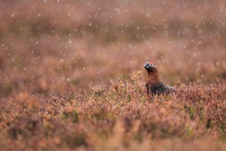 Red Grouse ( Lagopus lagopus scoticus) Rain, Cairngorms National Park, Scotland, United Kingdom,