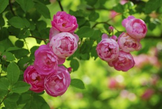 Climbing rose 'Raubritter' (Rosa Macrantha) Kordes 1936