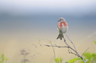 Blood linnet, male, Dingdener Heide nature reserve, North Rhine-Westphalia, Germany, Europe