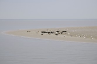 Harbor seals (Phoca vitulina) and grey seals (Halichoerus grypus), on sandbank at low tide, Texel