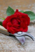 Rose, Climbing rose sympathy, Rose shears, Garden shears