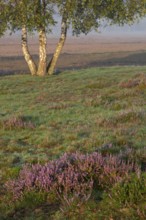 Common Heather (Calluna vulgaris), Westrup Heath, North Rhine-Westphalia Germany