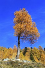 European larch ( Larix decidua) , nwald, Switzerland, Europe