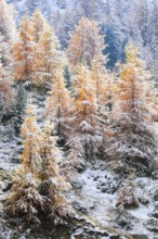 Larch forest , Larch, Valais, Switzerland, Europe