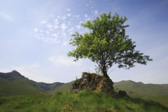 Tree on rock, Scotland, Great Britain