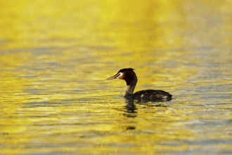 Great Crested Grebe (Podiceps cristatus)