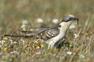 Great Spotted Cuckoo (Clamator glandarius) with caterpillar, Portugal, cuckoos, side, Europe