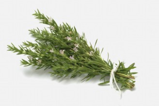 Summer savory (Satureja hortensis), also garden savory, true savory, pepperwort, family of the