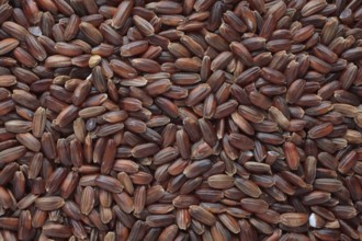 Red rice, Camargue rice from France, rice variety with a red bran layer, usually offered as brown