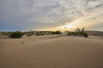 Beach "Platja del Fangar", Vegetation, nature reserve, ebro delta, Catalonia, Spain, Europe