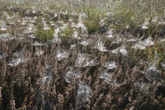 Spider webs in the moor, Emsland, Lower Saxony, Germany, Europe