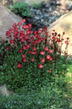 Maiden Pink (Dianthus deltoides)