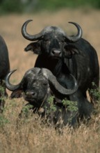 African (Syncerus caffer) Buffaloes, Nakuru national park, Kenya, Kaffernbueffel, Nakuru