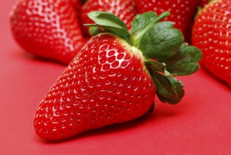 (Fragaria x ananassa) strawberry