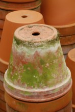 Flower pots with algae growth, clay pot, clay pots, clay flower pot, clay flower pots