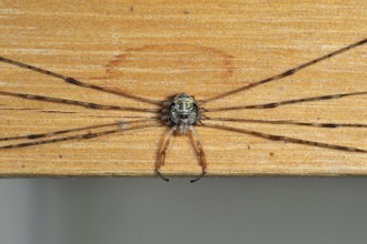 Splay-legged harvestman (Dicranopalpus ramosus) (Dicranochirus ramosus) in resting posture, with