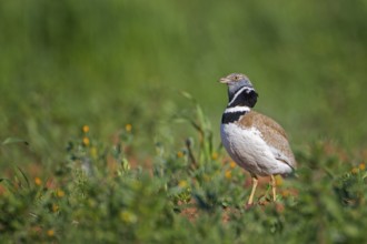 Little Bustard (Tetrax tetrax) mating male, La Serena steppe area, Extremadura, Spain, Europe