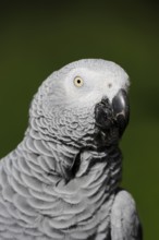 African grey parrot (Psittacus erithacus), portrait, captive, occurrence in Africa