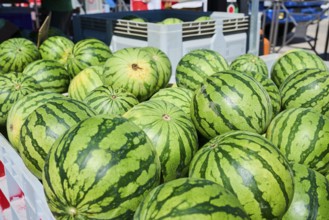 Market stall with wter melons on a weekle market near Tarragona, Catalonia, Spain, Europe