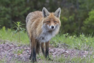 Red fox (Vulpes vulpes), direct view, Lapland, Sweden, Europe