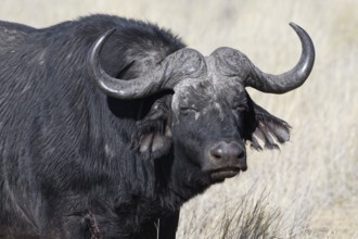 Cape buffalo (Syncerus caffer), adult male in tall dry grass, eye contact, animal portrait,