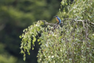 Common kingfisher (Alcedo atthis), sitting on a branch of a birch (Betula), Hesse, Germany, Europe