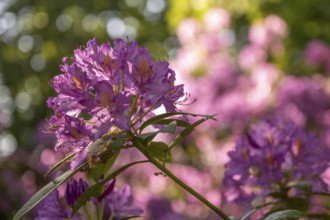 Rhododendron flowers (Rhododendron Homer), Royal Botanic Gardens, Kew, London, England, Great