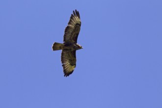 Common Buzzard (Buteo buteo) in flight against blue sky