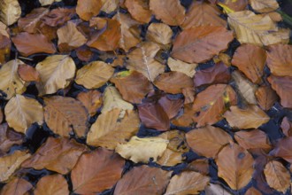 Fallen common beech (Fagus sylvatica) tree leaves in brown autumn colours floating in pond