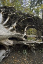 Uprooted European beech (Fagus sylvatica) exposing its tree roots due to high winds of hurricane