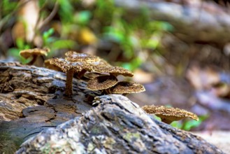 Some mushrooms sprouting on the trunk of a fallen tree in the middle of the tropical forest in