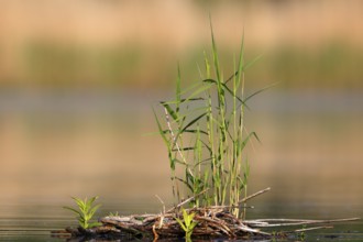 Floating vegetation in the morning light on the river Trebel, Naturpark Flusslandschaft Peenetal,