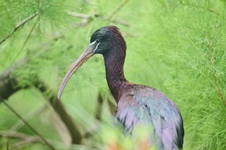 Glossy ibis (Plegadis falcinellus), portrait, Spain, Europe