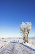 Long straight winter road with a pruned tree in a rural landscape with snow and frost in a cold