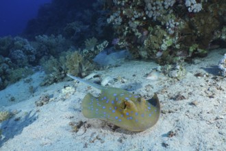 Bluespotted ribbontail ray (Taeniura lymma), Panorama Reef dive site, Hurghada, Egypt, Red Sea,