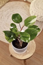 Tropical 'Philodendron White Knight' houseplant on table