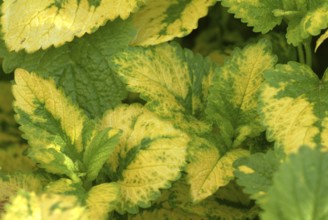 Yellow lemon balm (Melissa officinalis) or melissa, family of the labiates, the foliage leaves,