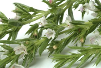 Summer savory (Satureja hortensis), also garden savory, true savory, pepperwort, family of the