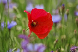 Beautiful picturesque poppies, August, Bavaria, Germany, Europe