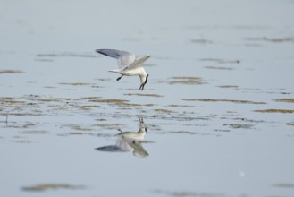 Gull-billed tern (Gelochelidon nilotica) flying in the sky, hunting, ebro delta, Catalonia, Spain,