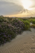 Beach "Platja del Fangar", Vegetation, nature reserve, ebro delta, Catalonia, Spain, Europe