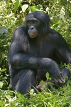 Bonobo (Pan paniscus), Lola ya Bonobo Sanctuary, Kimwenza, Mont Ngafula, Kinshasa, Democratic