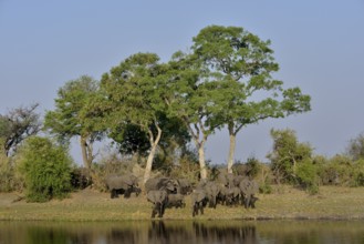 Elephant (Loxodonta africana) herd on the Cuando River, Bwabwata National Park, Zambezi Region,