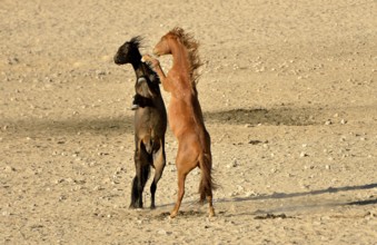 Fighting desert horses, Namib desert horses or Namibs (Equus ferus) near the waterhole of Garub,