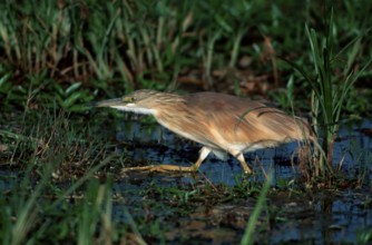 Squacco Heron (Ardeola ralloides), Amboseli national park, Kenya, Rallenreiher, Amboseli