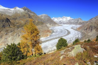 Great Aletsch Glacier and Wannenhorns, Valais, Switzerland, Europe