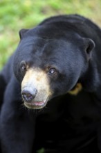 Malayan Sun Bear (Helarctos malayanus), male (Ursos malayanus)