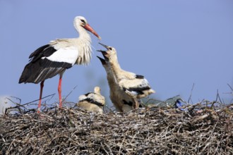 White stork (Ciconia ciconia) and young birds, at the nest, Philippsburg, Baden-Württemberg,